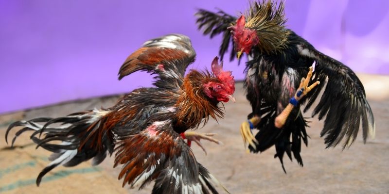 88d gam nổ hũ tiếng anh là gì