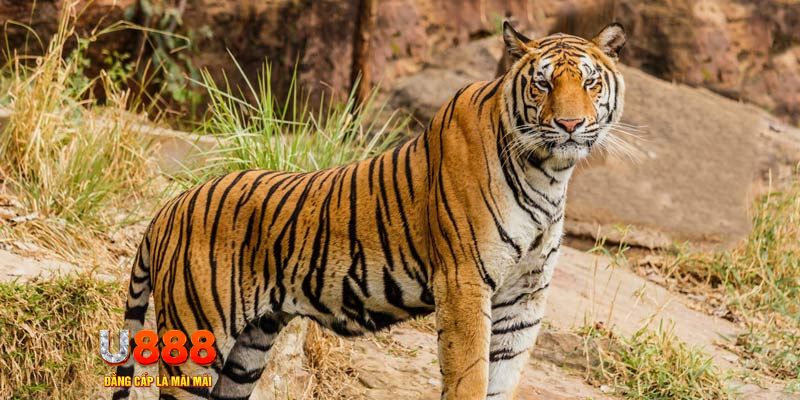 88d gam ban ca vip online