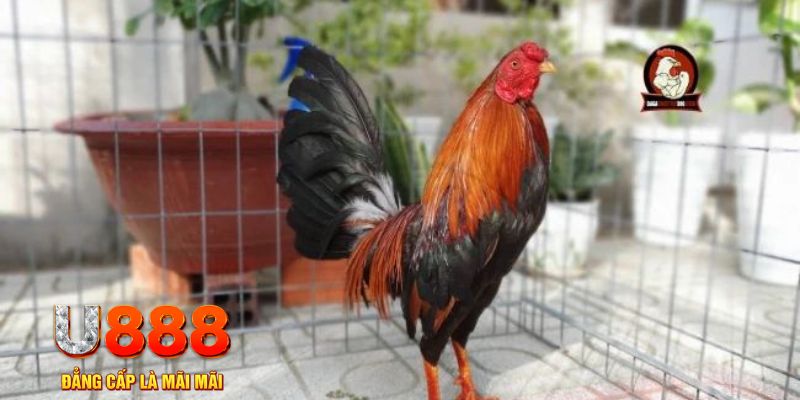 88d gam nổ hũ chơi như thế nào